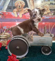 Sprinkles Small MERLE!, a female Chihuahua for sale in Winnsboro, TX – 8 of 10