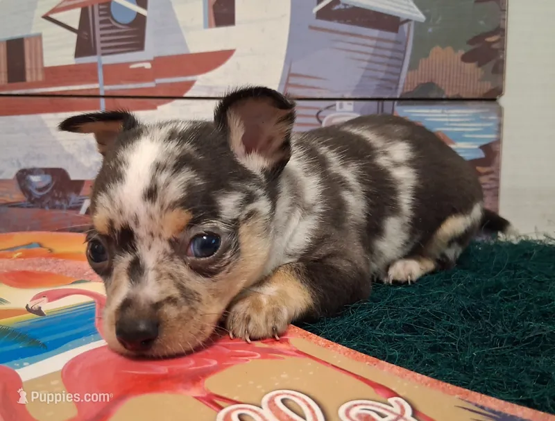 Cowboy SMALL MERLE! – Chihuahua puppy for sale in Winnsboro, TX