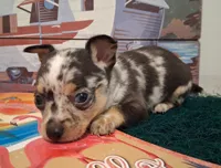 Cowboy MERLE & BLUE EYE!, a male Chihuahua for sale in Winnsboro, TX – 1 of 10