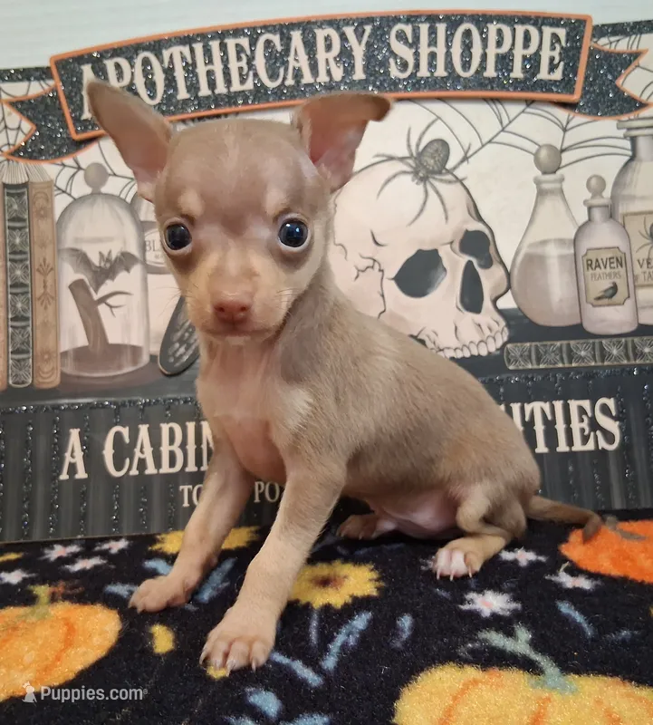 Bean SMALL! – Chihuahua puppy for sale in Winnsboro, TX