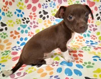 King, a male Chihuahua for sale in Winnsboro, TX – 2 of 9