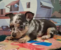 Cowboy MERLE & BLUE EYE!, a male Chihuahua for sale in Winnsboro, TX – 5 of 10