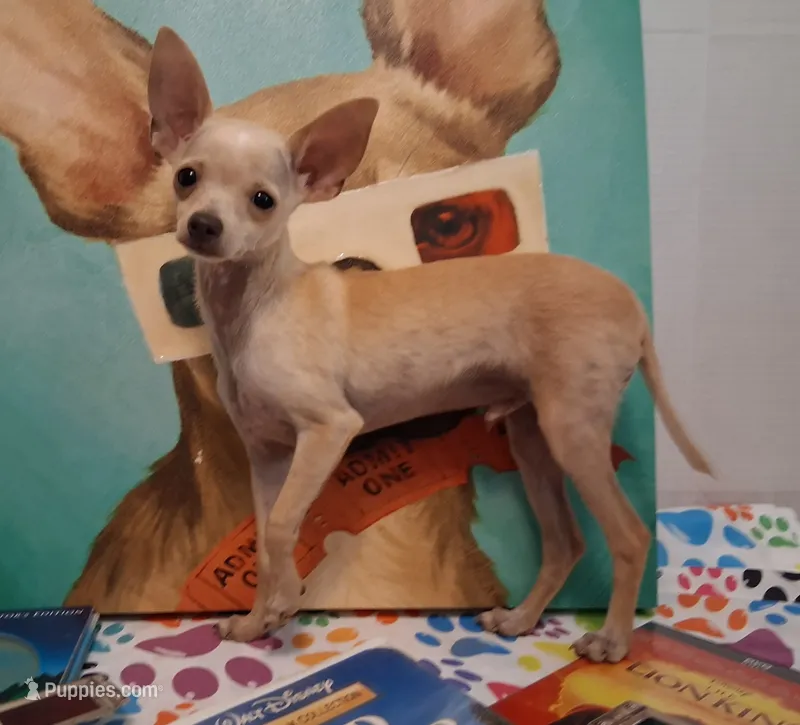 Fabulous Fabio – Chihuahua puppy for sale in Winnsboro, TX