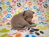 Sparkle BLUE & TINY!, a female Chihuahua for sale in Winnsboro, TX – 2 of 10