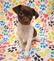 Snoopie, a female Chihuahua for sale in Winnsboro, TX – 4 of 9