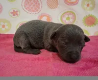 Kitty BLUE TRICOLOR!, a female Chihuahua for sale in Winnsboro, TX – 5 of 10