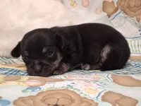Mookie, a male Chihuahua for sale in Winnsboro, TX – 7 of 10