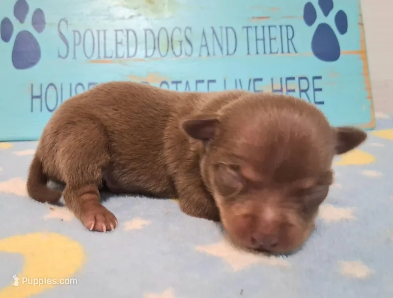 Dallas SMALL! – Chihuahua puppy for sale in Winnsboro, TX