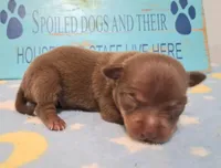 Dallas SMALL!, a male Chihuahua for sale in Winnsboro, TX – 1 of 10
