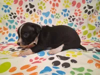 Tux SMALL!, a male Chihuahua for sale in Winnsboro, TX – 10 of 10