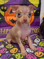 Bean TEACUP to TOY SIZE!, a male Chihuahua for sale in Winnsboro, TX – 9 of 10