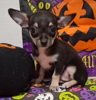 Mookie TOY SIZE!, a male Chihuahua for sale in Winnsboro, TX – 2 of 10