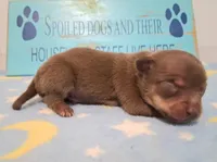 Dallas SMALL!, a male Chihuahua for sale in Winnsboro, TX – 4 of 10