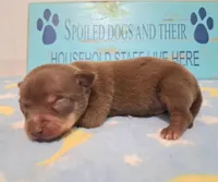 Dallas SMALL!, a male Chihuahua for sale in Winnsboro, TX – 7 of 10