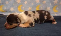 Kelso BLUE MERLE!, a male Chihuahua for sale in Winnsboro, TX – 3 of 8
