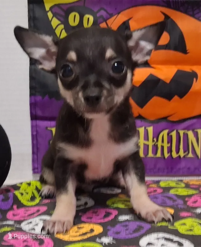 Mookie SMALL! – Chihuahua puppy for sale in Winnsboro, TX