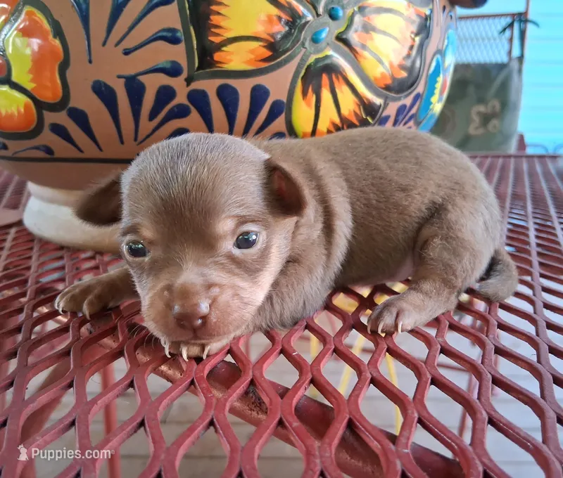 Dallas SMALL! – Chihuahua puppy for sale in Winnsboro, TX