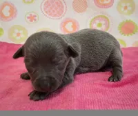 Kitty BLUE TRICOLOR!, a female Chihuahua for sale in Winnsboro, TX – 8 of 10