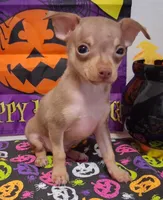 Bean TEACUP to TOY SIZE!, a male Chihuahua for sale in Winnsboro, TX – 10 of 10