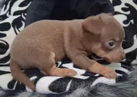 Dallas SMALL!, a male Chihuahua for sale in Winnsboro, TX – 5 of 10