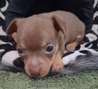 Dallas SMALL!, a male Chihuahua for sale in Winnsboro, TX – 8 of 10