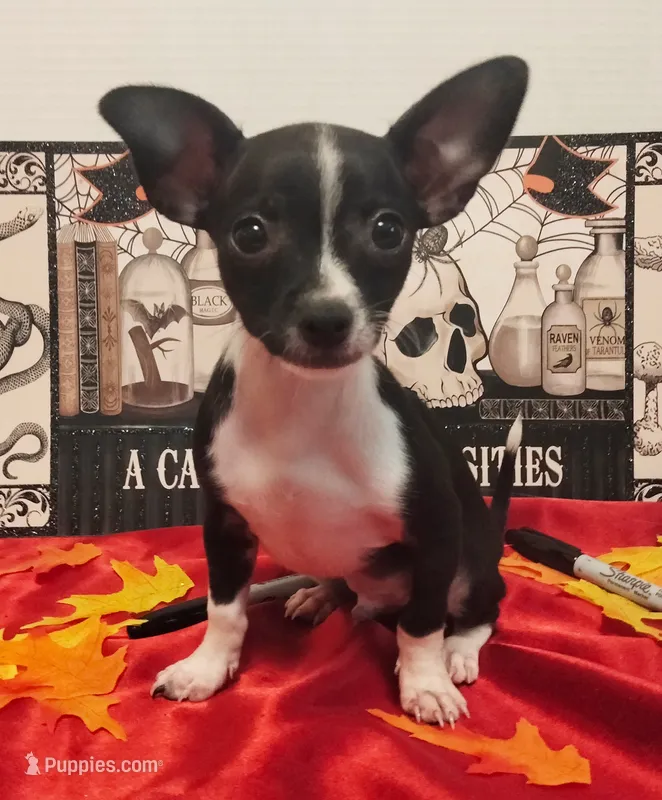 Tuxedo TOY SIZE! – Chihuahua puppy for sale in Winnsboro, TX