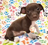 King, a male Chihuahua for sale in Winnsboro, TX – 4 of 9