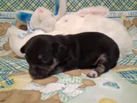 Mookie, a male Chihuahua for sale in Winnsboro, TX – 6 of 10