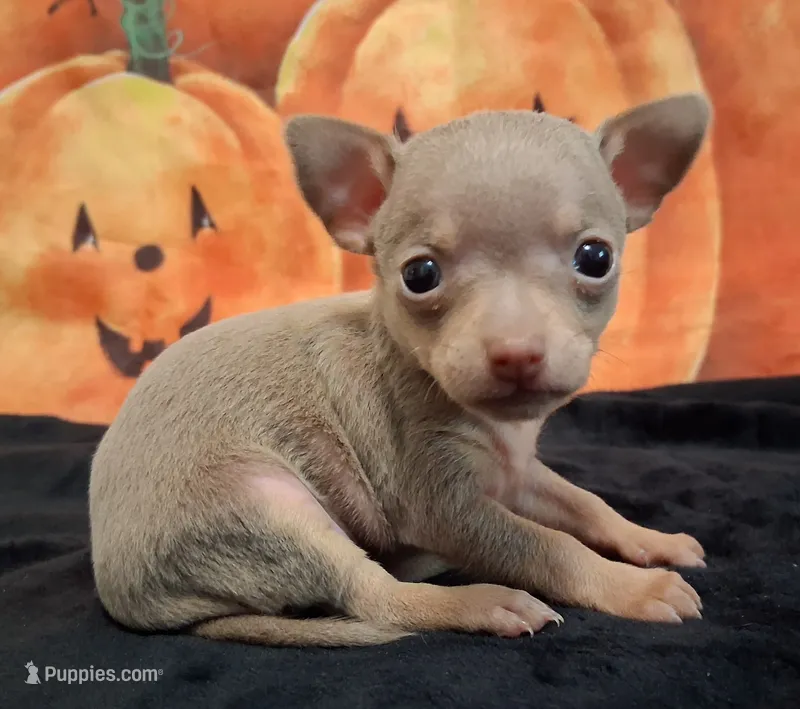 Sparkle BLUE & TINY! – Chihuahua puppy for sale in Winnsboro, TX