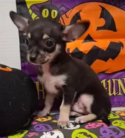 Mookie TOY SIZE!, a male Chihuahua for sale in Winnsboro, TX – 4 of 10