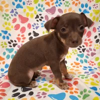Coconut, a female Chihuahua for sale in Winnsboro, TX – 8 of 10