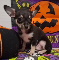 Mookie TOY SIZE!, a male Chihuahua for sale in Winnsboro, TX – 5 of 10