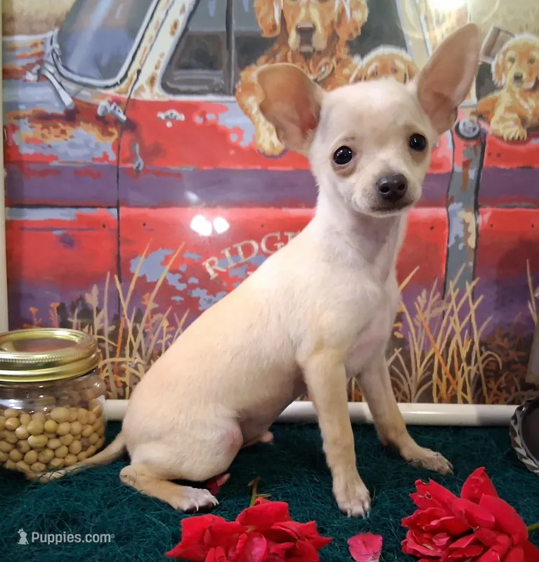 Fabio SMALL! – Chihuahua puppy for sale in Winnsboro, TX