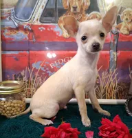 Fabio SMALL!, a male Chihuahua for sale in Winnsboro, TX – 1 of 10