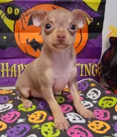 Bean TEACUP to TOY SIZE!, a male Chihuahua for sale in Winnsboro, TX – 7 of 10