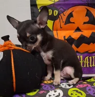Mookie TOY SIZE!, a male Chihuahua for sale in Winnsboro, TX – 3 of 10