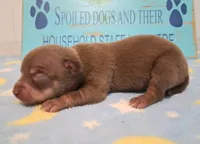 Dallas SMALL!, a male Chihuahua for sale in Winnsboro, TX – 6 of 10