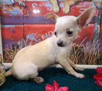 Fabio SMALL!, a male Chihuahua for sale in Winnsboro, TX – 8 of 10