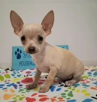 Bo Duke, a male Chihuahua for sale in Winnsboro, TX – 4 of 8