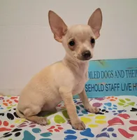 Bo Duke, a male Chihuahua for sale in Winnsboro, TX – 7 of 8