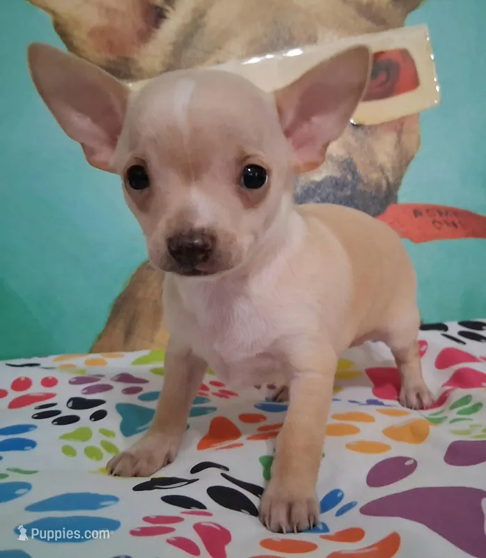 Bo Duke – Chihuahua puppy for sale in Winnsboro, TX