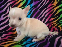 Bo Duke, a male Chihuahua for sale in Emory, TX – Photo 9 of 10