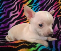 Bo Duke, a male Chihuahua for sale in Emory, TX – Photo 3 of 10