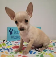 Bo Duke, a male Chihuahua for sale in Winnsboro, TX – 2 of 8