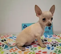 Bo Duke, a male Chihuahua for sale in Winnsboro, TX – 5 of 8