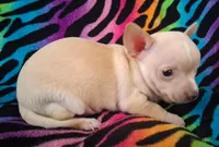 Bo Duke, a male Chihuahua for sale in Emory, TX – Photo 6 of 10