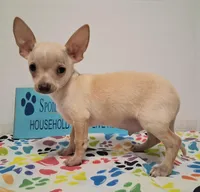 Bo Duke, a male Chihuahua for sale in Winnsboro, TX – 6 of 8