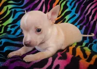 Bo Duke, a male Chihuahua for sale in Emory, TX – Photo 10 of 10