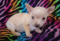 Bo Duke, a male Chihuahua for sale in Emory, TX – Photo 2 of 10