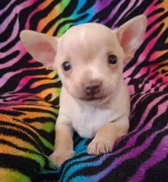 Bo Duke, a male Chihuahua for sale in Emory, TX – Photo 1 of 10